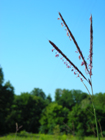 big bluestem